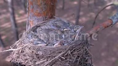 饥饿的雏鸟在巢里筑巢，睡在树上，在森林里有开放的橡树。
